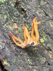 Calocera