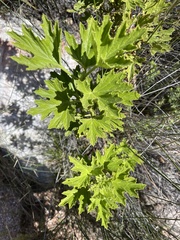Pelargonium scabrum