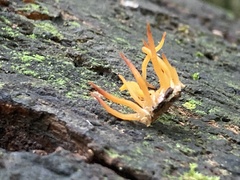 Calocera