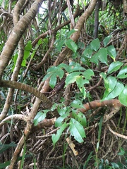 Archidendron lucidum