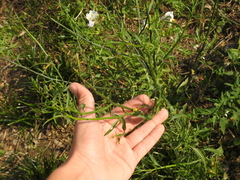 Solanum amygdalifolium