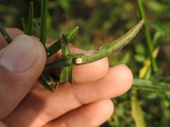 Larinia
