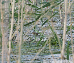 Acrocephalus schoenobaenus