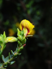 Eutaxia diffusa