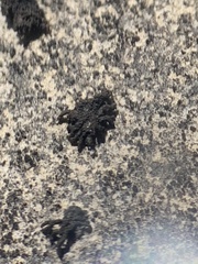 Scytinium schraderi