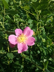 Rosa carolina