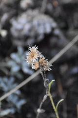 Antennaria