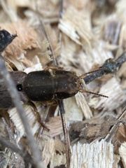 Platydracus maculosus