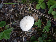 Lycoperdon marginatum
