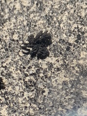 Scytinium schraderi