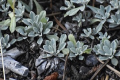 Antennaria