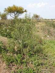 Sapium haematospermum