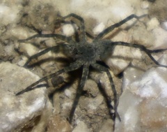 Pardosa amentata