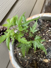 Acer ginnala