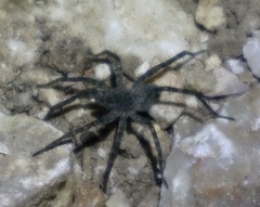 Pardosa amentata