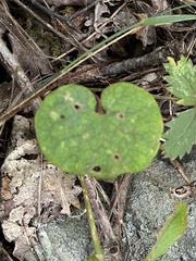 Sanguinaria canadensis
