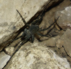 Pardosa amentata