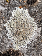 Protoparmeliopsis muralis