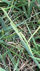 Paspalum dilatatum