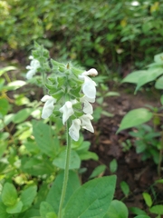 Salvia assurgens