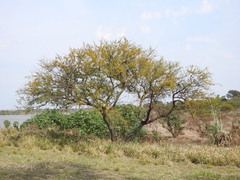 Vachellia caven