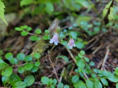 Linnaea borealis