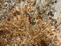 Rhynocoris ventralis