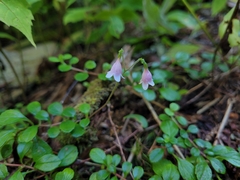 Linnaea borealis