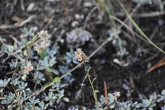 Antennaria