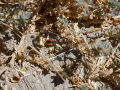 Rhynocoris ventralis