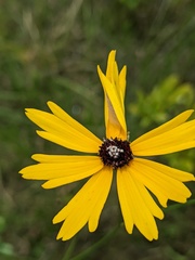 Coreopsis linifolia