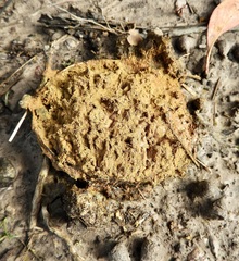 Pisolithus arhizus