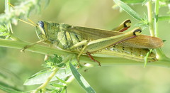 Schistocerca lineata