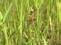 Cyperus diandrus