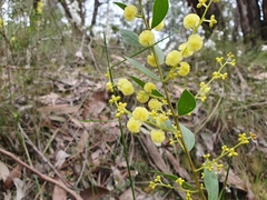 Acacia myrtifolia
