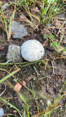 Lycoperdon marginatum