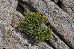 Ericameria discoidea