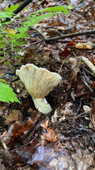 Russula brevipes