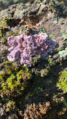 Chondrostereum purpureum