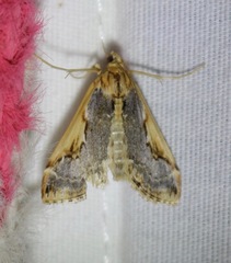 Loxostege albiceralis