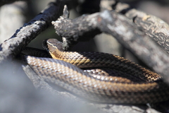 Philodryas chamissonis