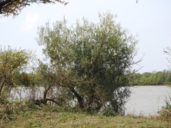 Sapium haematospermum
