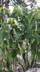Euphorbia pulcherrima