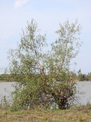 Sapium haematospermum