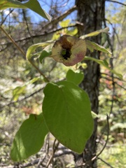 Lonicera hirsuta