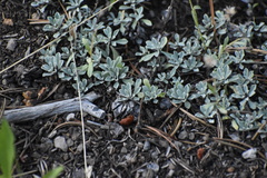 Antennaria
