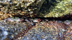 Pachygrapsus crassipes