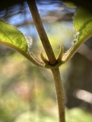Lonicera hirsuta
