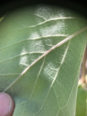Lonicera hirsuta