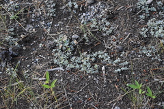 Antennaria